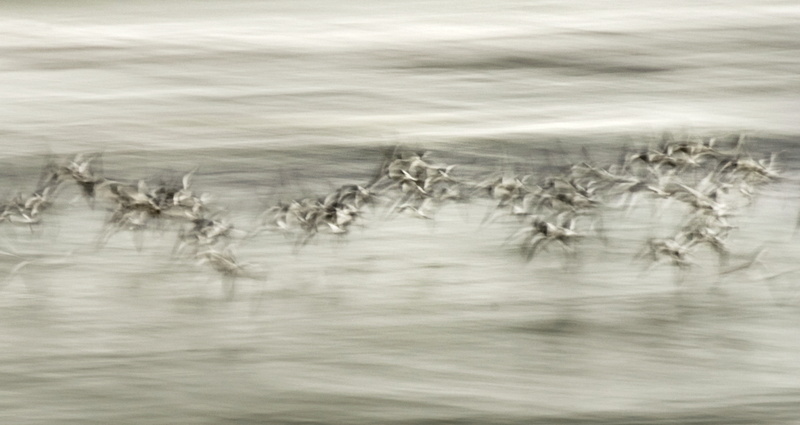 oystercatchers, Traeth Dinlle 2 - Animals