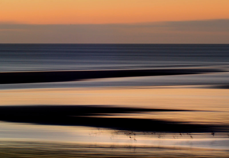 oystercatchers, Traeth Dinlle - Animals