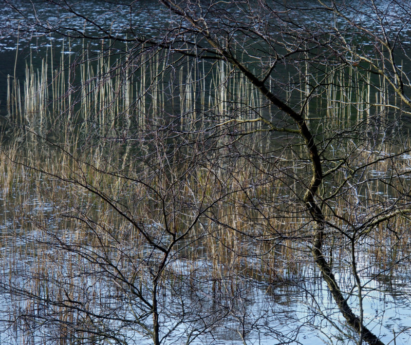 Llyn y Parc - Detail