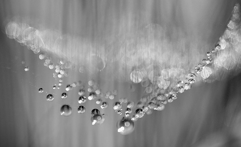 dew on web, Mynydd Llandygai - Detail