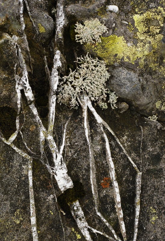 Stereocaulon, Elidir Fach - Detail