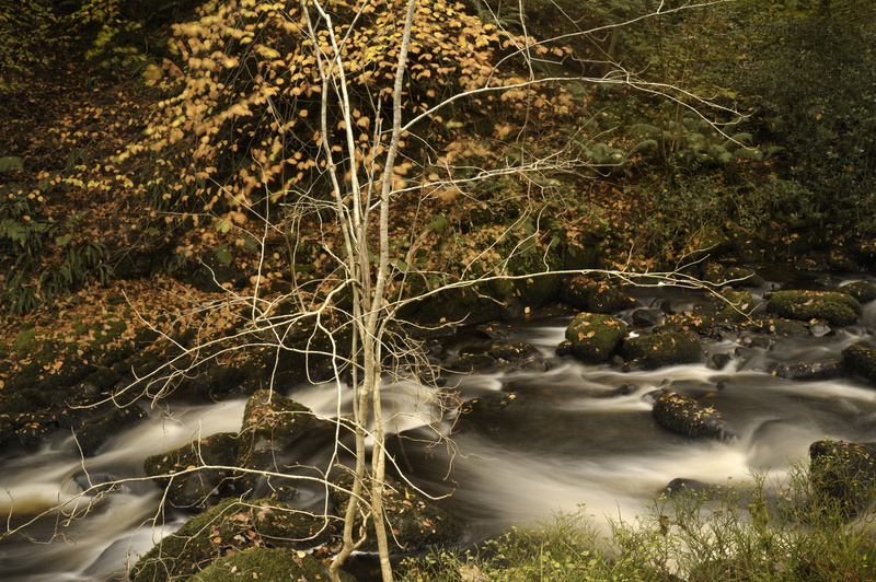 Parc yr Ocar 3 - Plants 1