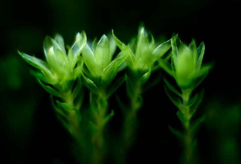 Mnium - Plants 2