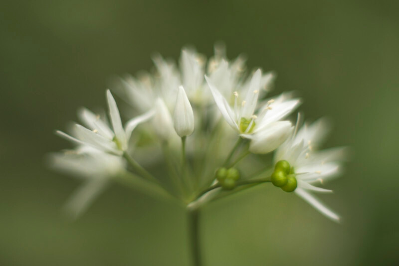 wild garlic, Marl Hall Woods - Plants 1