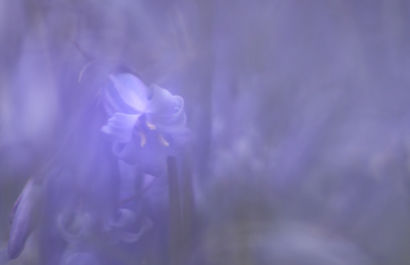 bluebells - Plants 2
