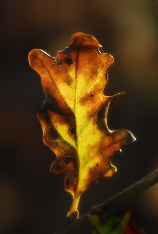 oak, autumn - Plants 2