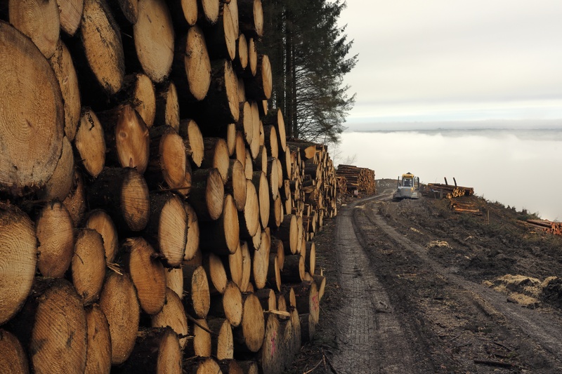 Moel Lyci - Fragile Land 1