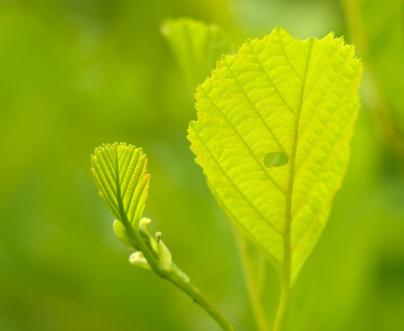 hazel leaves, Bryn Brethynau - Plants 1