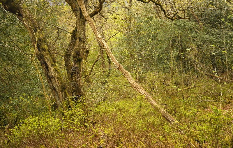 spring, Coed Hafod - Plants 1