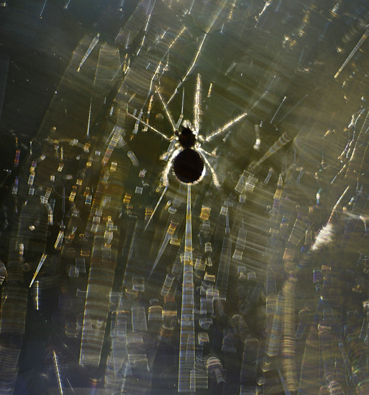 spider, sunlit web, Parc yr Ocar - Animals