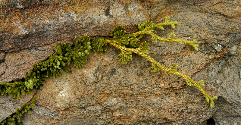 Alpine clubmoss, Clogwyn Du'd Arddu - Plants 1