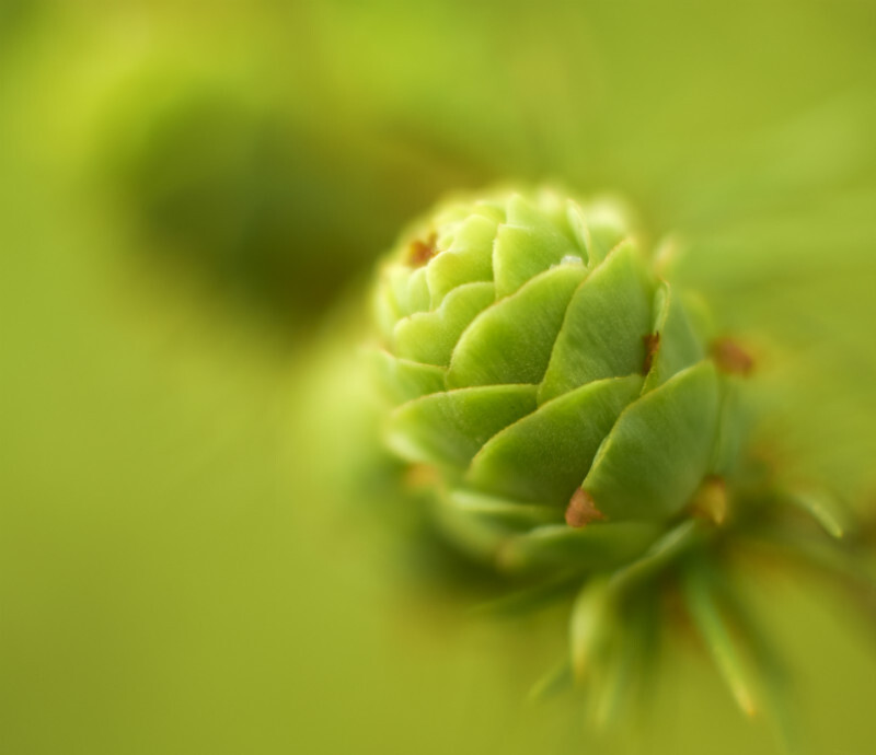 larch cone, Mynydd Llandygai - Plants 2
