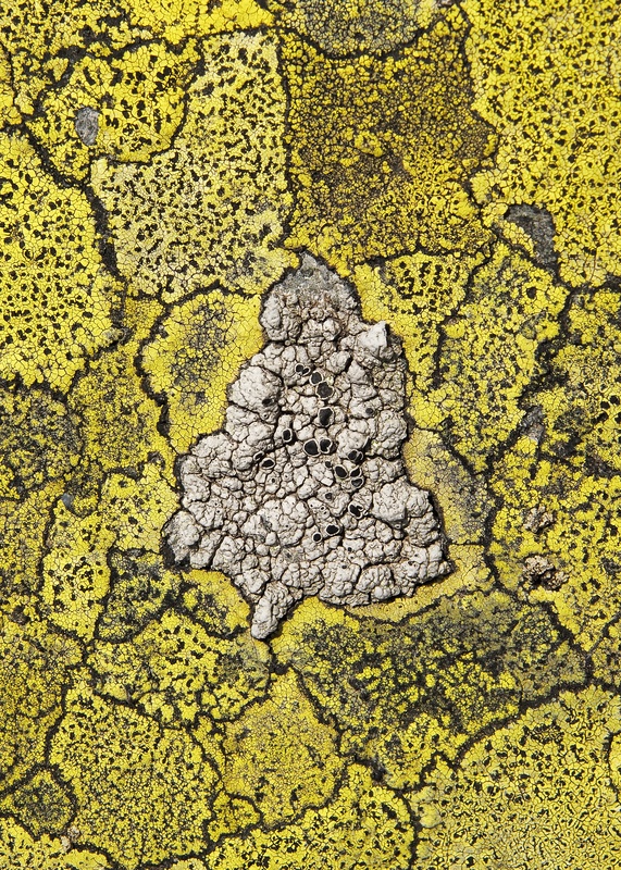 Lecanora, Rhizocarpon - Detail