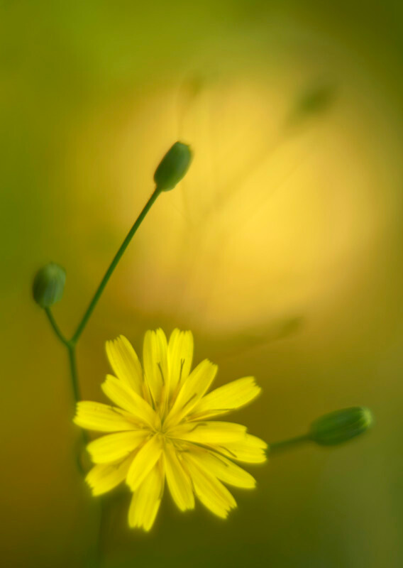 Cat's ear - Plants 1