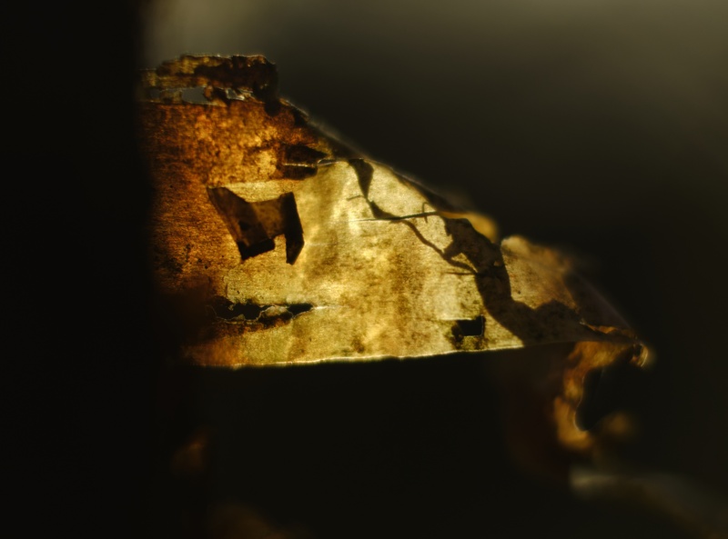 Birch bark 3 - Plants 2