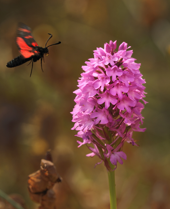 Six-spot burnet on pyramidal orchid - Animals