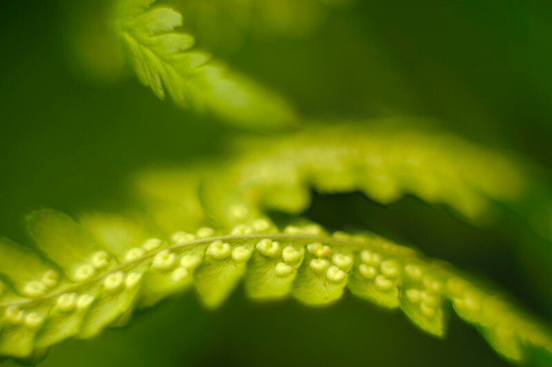 Dryopteris, Mynydd Llandygai - Plants 1
