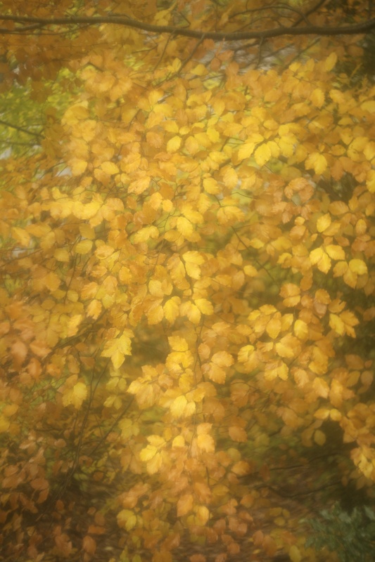 beech, Coed Bryn Meurig - Plants 2