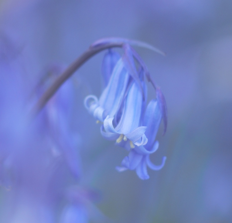 Bluebell 2 - Plants 2