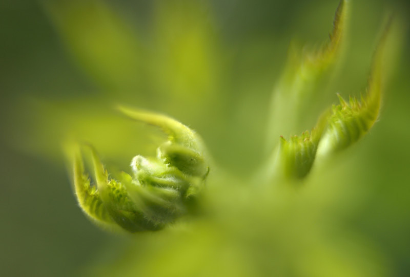 fern, Parc yr Ocar - Plants 2