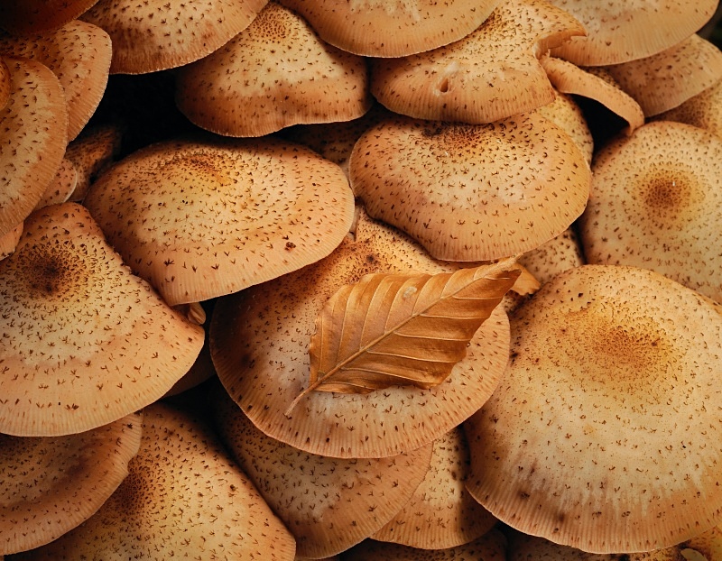 Armillaria, Parc yr Ocar - Detail
