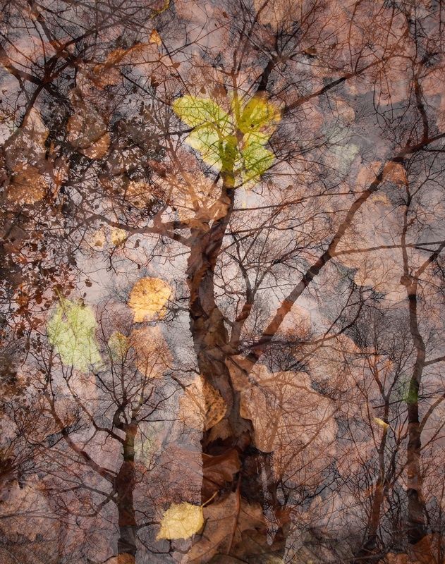 autumn, Ffridd Fawr - Plants 1
