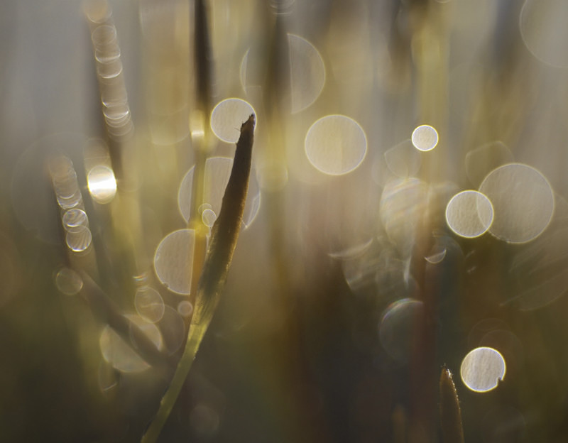 Polytrichum, Bryn Geraint - Plants 2