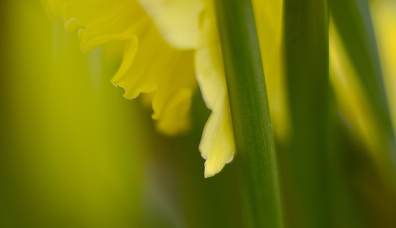 Daffodil - Plants 1