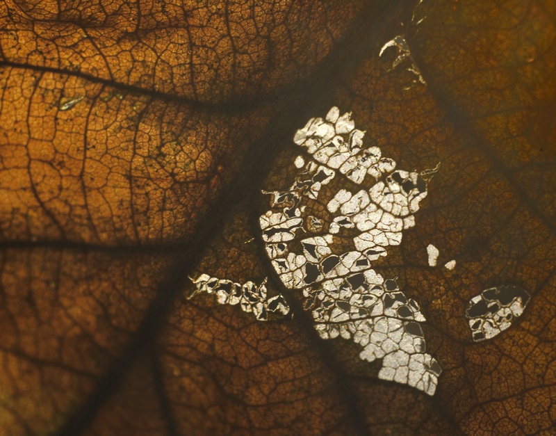 oak leaf, winter - Detail