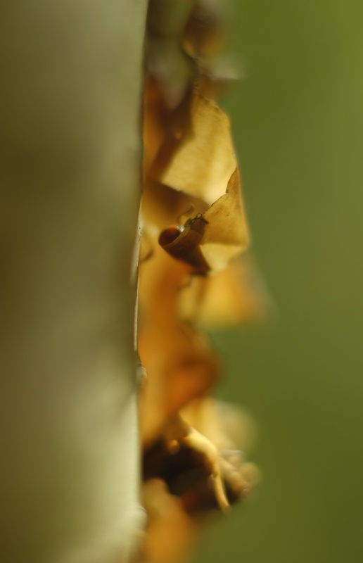 birch bark - Detail