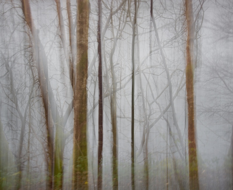 by Llyn Padarn - Plants 1