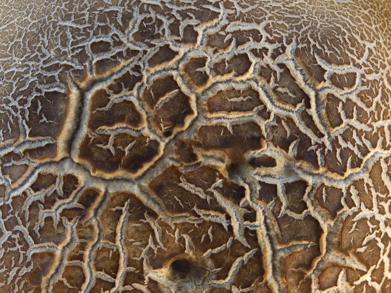 Boletus subtomentosus - Detail