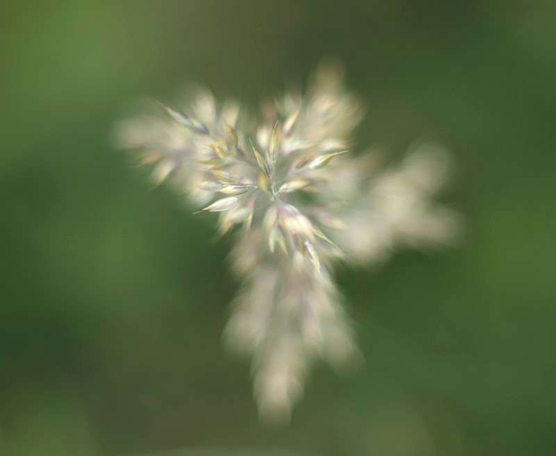 Holcus, Mynydd Llandygai - Plants 2