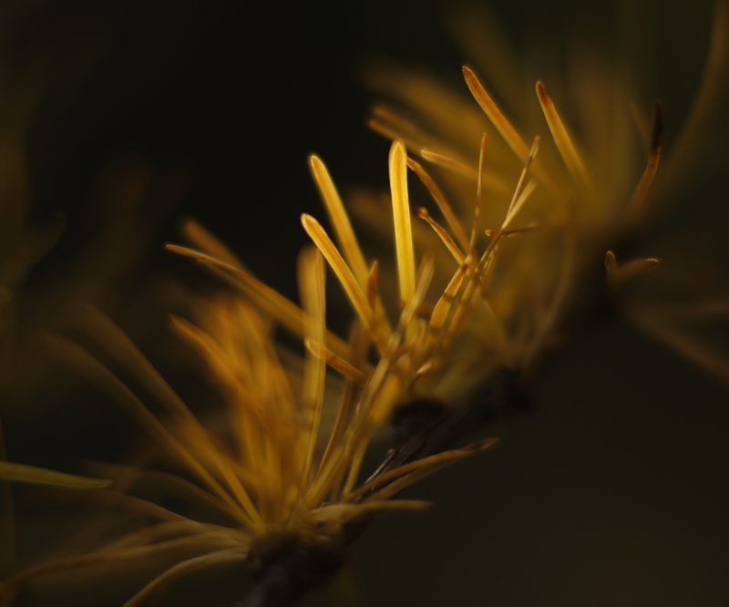 larch, autumn - Plants 2