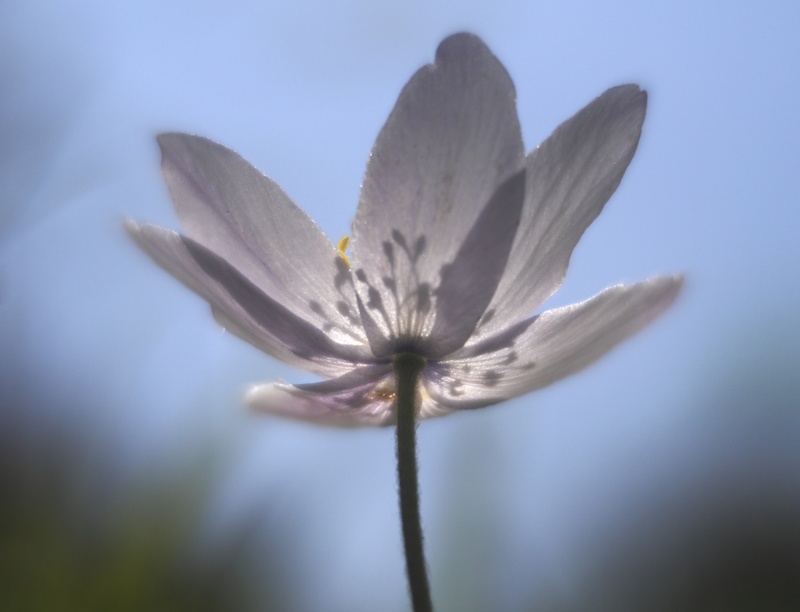 Wood anenome - Plants 1