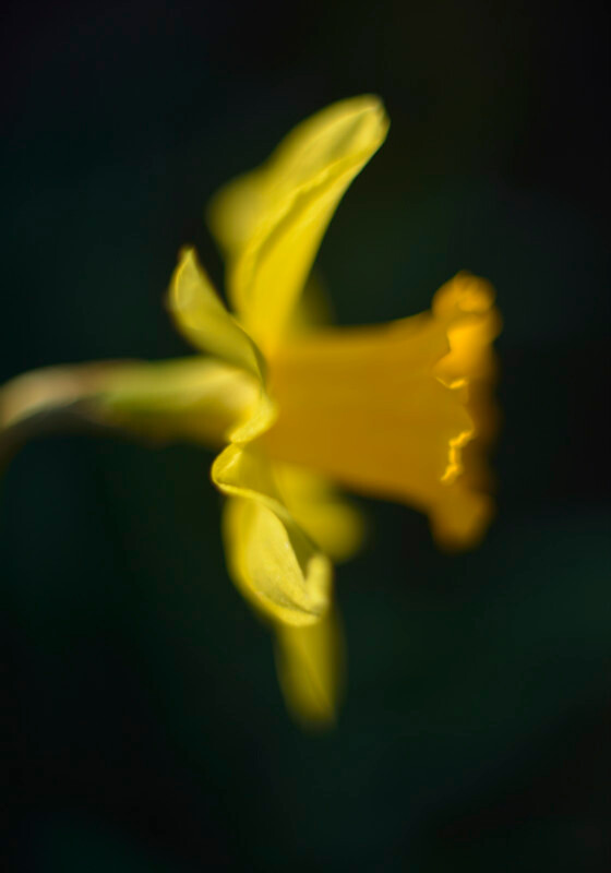 daffodil, Mynydd Llandygai - Plants 1