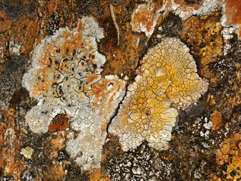 lichens on Torridonian sandstone, Beinn Bhan - Detail