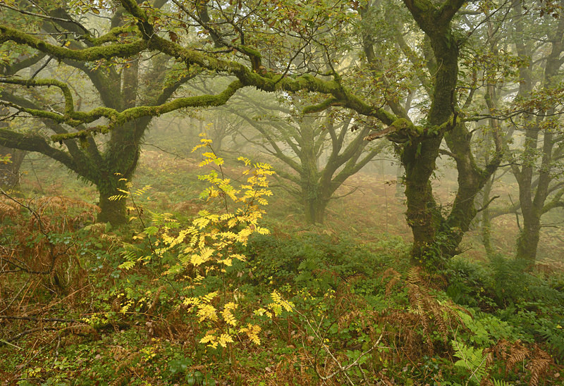 Coed Bryn Brethynau - Plants 1