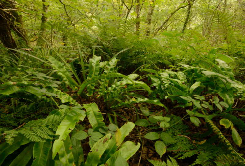 Teifi Gorge - Plants 1