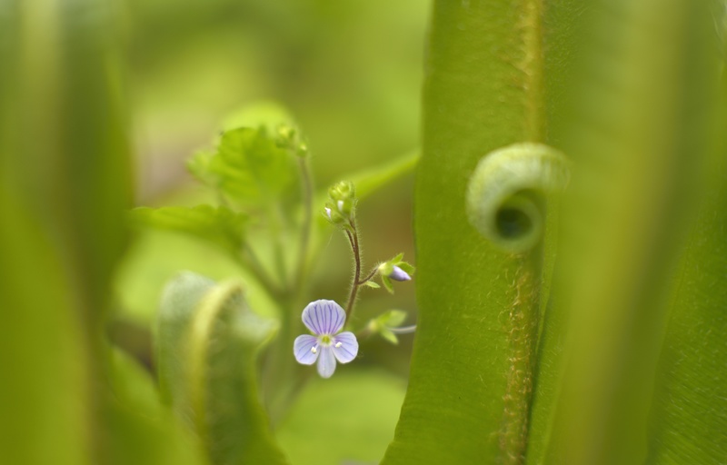 Marl Hall woods - Plants 1