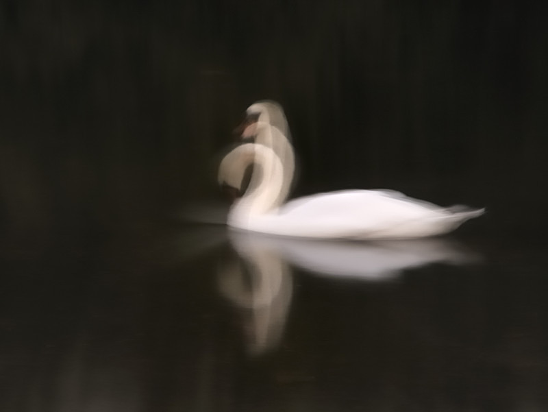 swan, Llyn Padarn - Animals