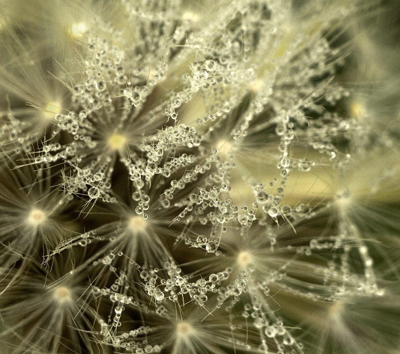 Taraxacum seedhead, Mynydd Llandygai - Plants 2