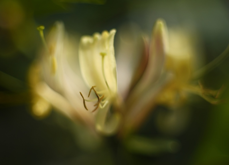 honeysuckle - Plants 2
