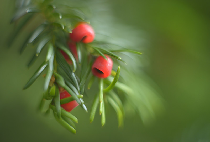 yew, Bryn Eglwys - Plants 2