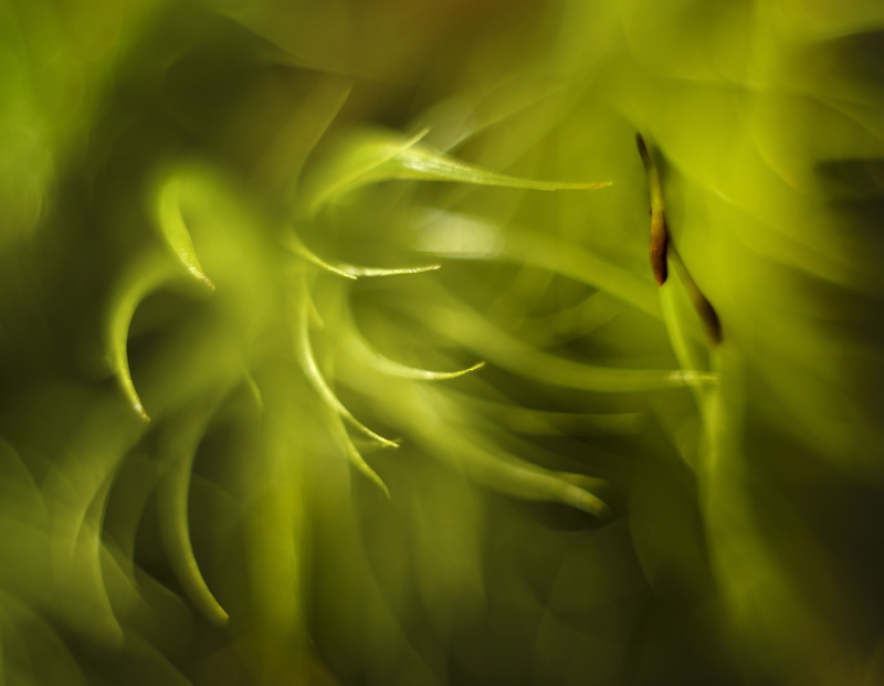 Dicranum - Plants 1