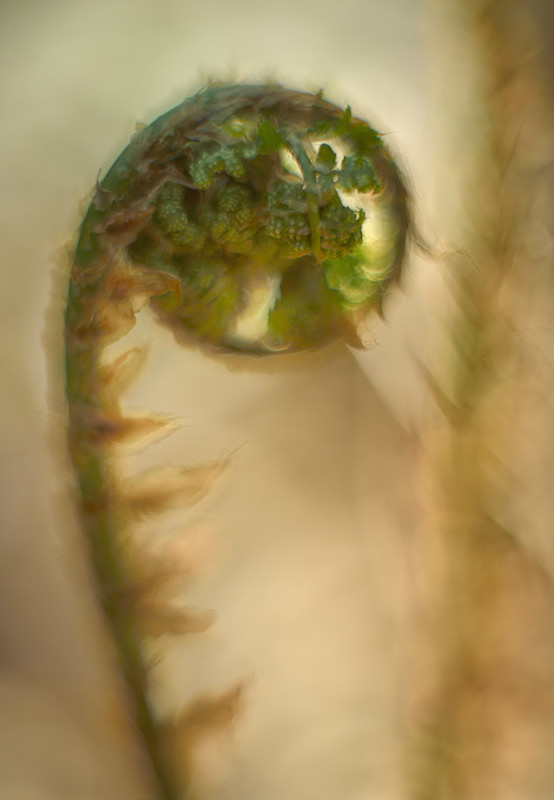 fern unfolding, South Sian - Plants 2