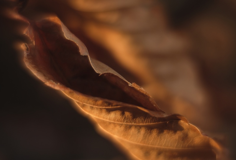 beech, winter - Plants 2