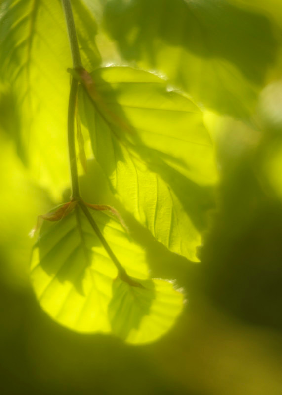 beech, Coed Bryn Meurig - Plants 2