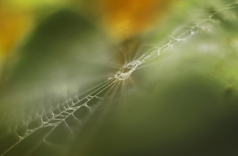 Orb web 2 - Animals