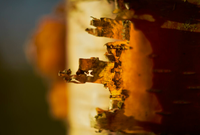 birch bark, Mynydd Llandygai - Detail
